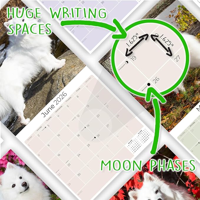American Eskimo Calendar 2026 – 16-Month Dog Breed Wall Calendar by MegaCalendars – Large Daily Blocks, Thick No-Bleed Paper, Made in USA