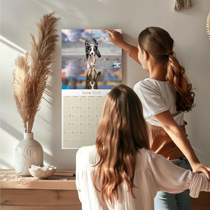 Border Collie Calendar 2026 by MegaCalendars – Monthly Dog Breed Wall Calendar, Made in USA