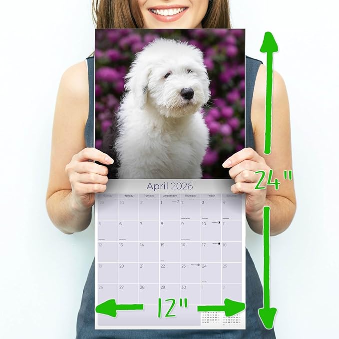 Old English Sheepdog Calendar 2026 by MegaCalendars – Monthly Dog Breed Wall Calendar, Made in USA