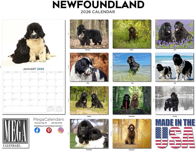 2025 2026 Newfoundland Calendar - Dog Breed Monthly Wall Calendar - 12" x 18" Open - Thick No-Bleed Paper - Giftable - Academic Teacher's Planner Calendar Organizing & Planning - Made in USA
