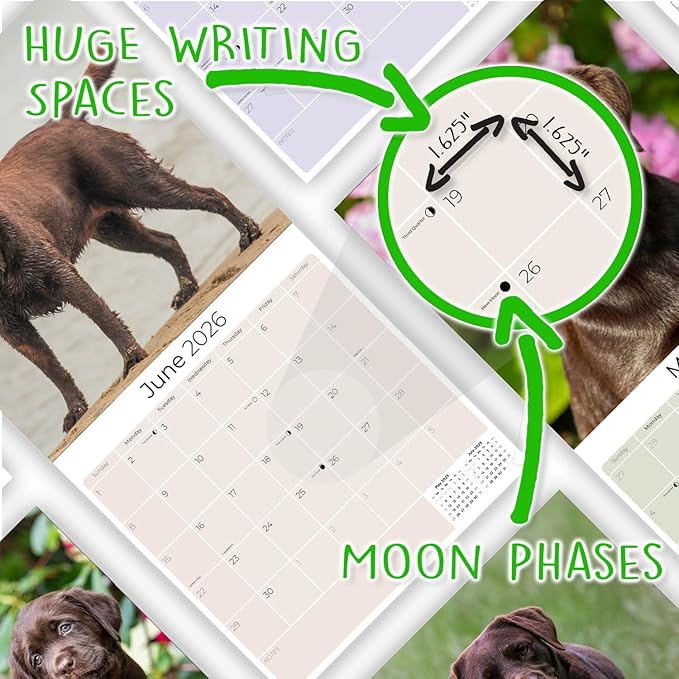 Chocolate Labrador Calendar 2026 by MegaCalendars – Monthly Dog Breed Wall Calendar, Made in USA