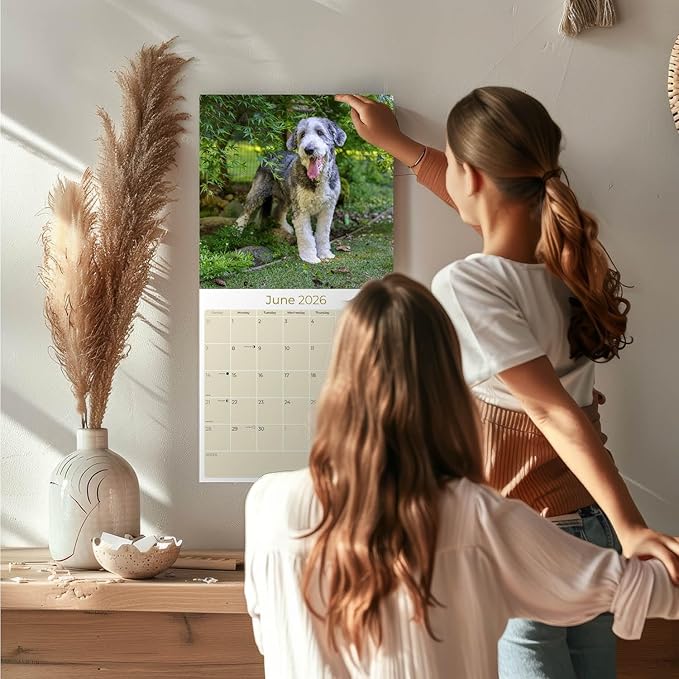 Old English Sheepdog Calendar 2026 by MegaCalendars – Monthly Dog Breed Wall Calendar, Made in USA