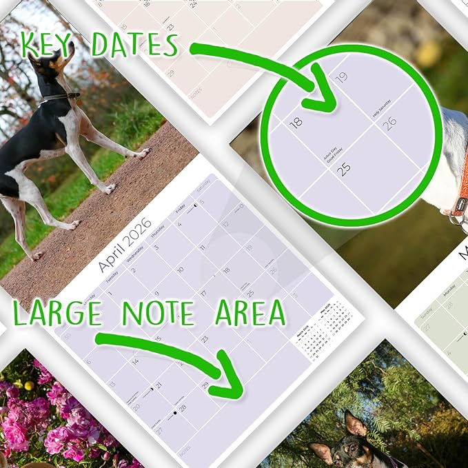 Rat Terrier Calendar 2026 by MegaCalendars – Monthly Dog Breed Wall Calendar, Made in USA