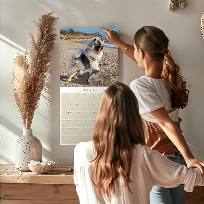 Keeshond Calendar 2026 by MegaCalendars – Monthly Dog Breed Wall Calendar, Made in USA