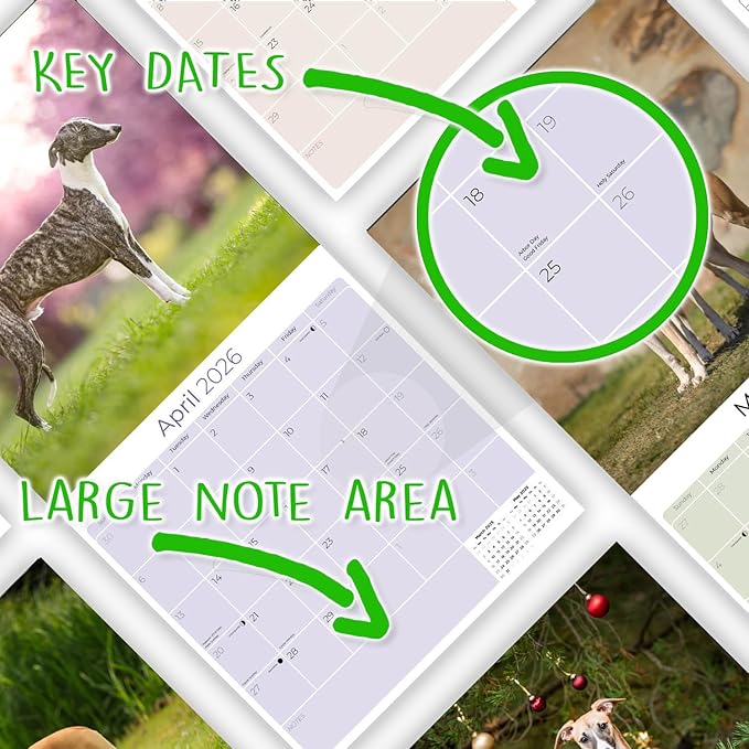 Whippet Calendar 2026 by MegaCalendars – Monthly Dog Breed Wall Calendar, Made in USA