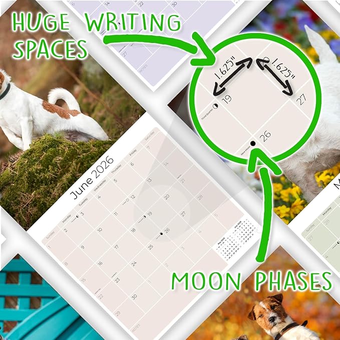 Jack Russell Calendar 2026 by MegaCalendars – Monthly Dog Breed Wall Calendar, Made in USA
