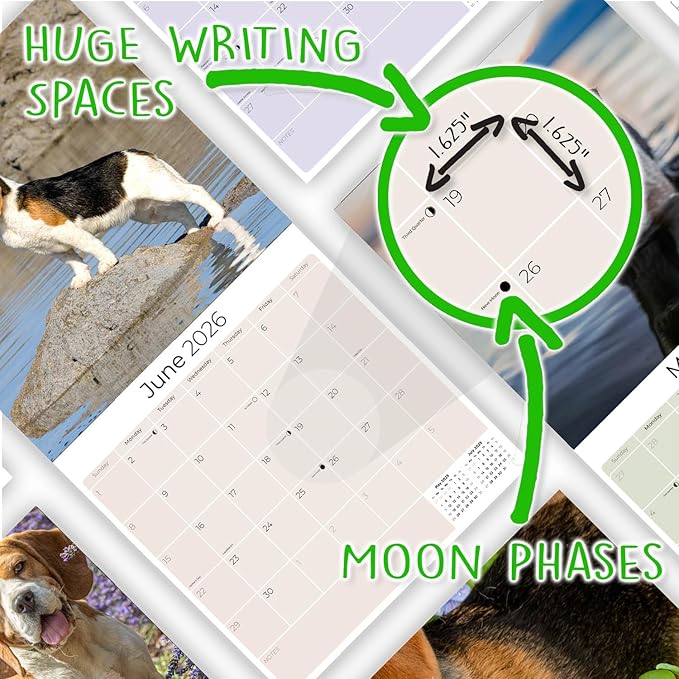 Beagle Calendar 2026 by MegaCalendars – Monthly Dog Breed Wall Calendar, Made in USA