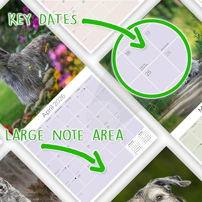 Irish Wolfhound Calendar 2026 by MegaCalendars – Monthly Dog Breed Wall Calendar, Made in USA