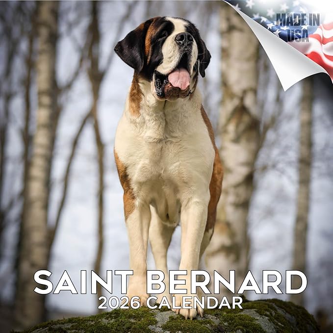 Saint Bernard Calendar 2026 by MegaCalendars – Monthly Dog Breed Wall Calendar, Made in USA