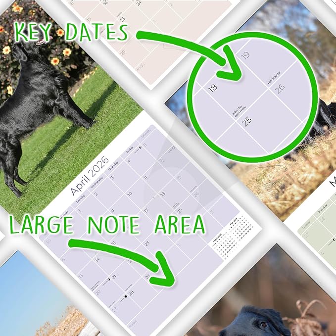Flatcoated Retriever Calendar 2026 by MegaCalendars – Monthly Dog Breed Wall Calendar, Made in USA