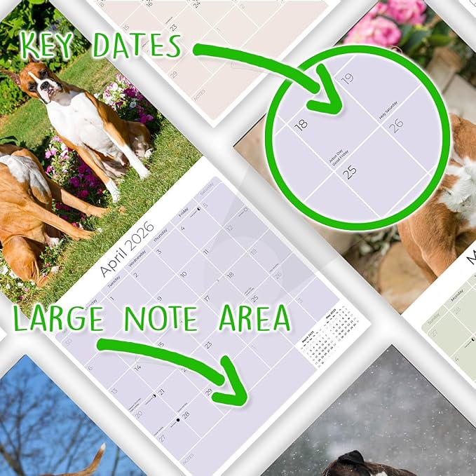 Boxer Calendar 2026 by MegaCalendars – Monthly Dog Breed Wall Calendar, Made in USA