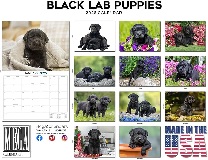 2025 2026 Labrador Pups Black Calendar - Dog Breed Monthly Wall Calendar - 12" x 18" Open - Thick No-Bleed Paper - Giftable - Academic Teacher's Planner Calendar Organizing & Planning - Made in USA