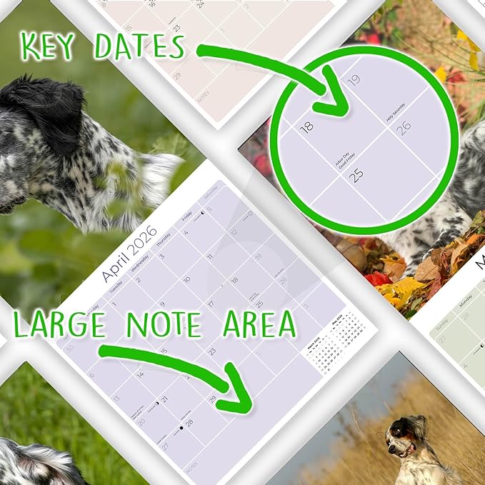 English Setter Calendar 2026 by MegaCalendars – Monthly Dog Breed Wall Calendar, Made in USA