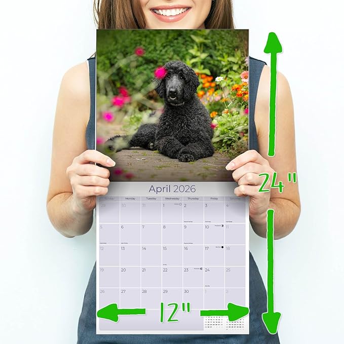 Poodle Calendar 2026 – 16-Month Dog Breed Wall Calendar by MegaCalendars – Large Daily Blocks, Thick No-Bleed Paper, Made in USA