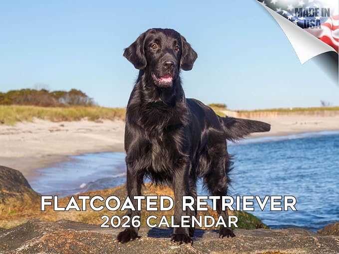 2025 2026 Flatcoated Retriever Calendar - Dog Breed Monthly Wall Calendar - 12" x 18" Open - Thick No-Bleed Paper - Giftable - Academic Teacher's Planner Calendar Organizing & Planning - Made in USA
