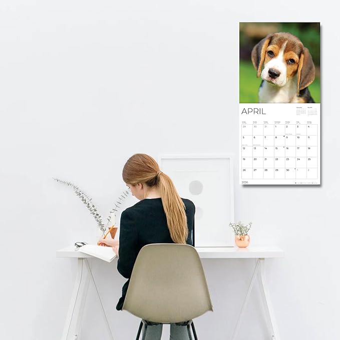 Beagle Puppy 2026 Wall Calendar | 12" x 24" Open | Dog Calendar Photography Thick & Sturdy Paper for Planning | Office Kitchen Decor or Gift | Pacific Waters Press (Beagle Puppies)