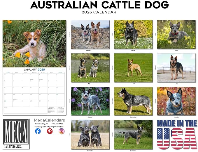 2025 2026 Australian Cattle Dog Calendar - Dog Breed Monthly Wall Calendar - 12" x 18" Open - Thick No-Bleed Paper - Giftable - Academic Teacher's Planner Calendar Organizing & Planning - Made in USA