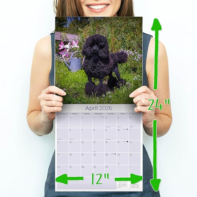 Poodle Toy and Miniature Calendar 2026 by MegaCalendars – Monthly Dog Breed Wall Calendar, Made in USA