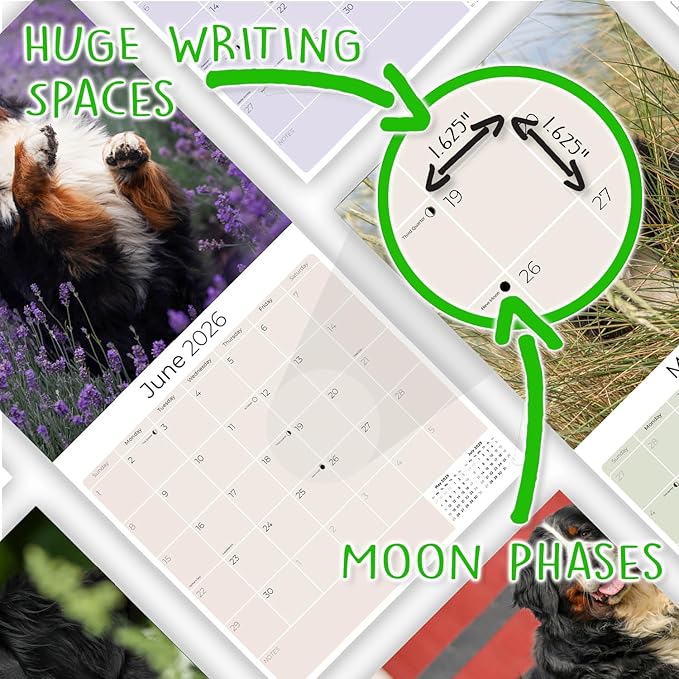 Bernese Mountain Dog Calendar 2026 – 16-Month Dog Breed Wall Calendar by MegaCalendars – Large Daily Blocks, Thick No-Bleed Paper, Made in USA