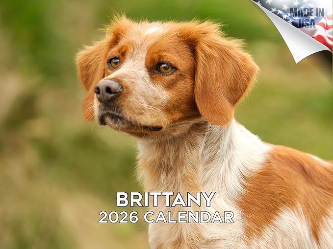 2025 2026 Brittany Calendar - Dog Breed Monthly Wall Calendar - 12" x 18" Open - Thick No-Bleed Paper - Giftable - Academic Teacher's Planner Calendar Organizing & Planning - Made in USA