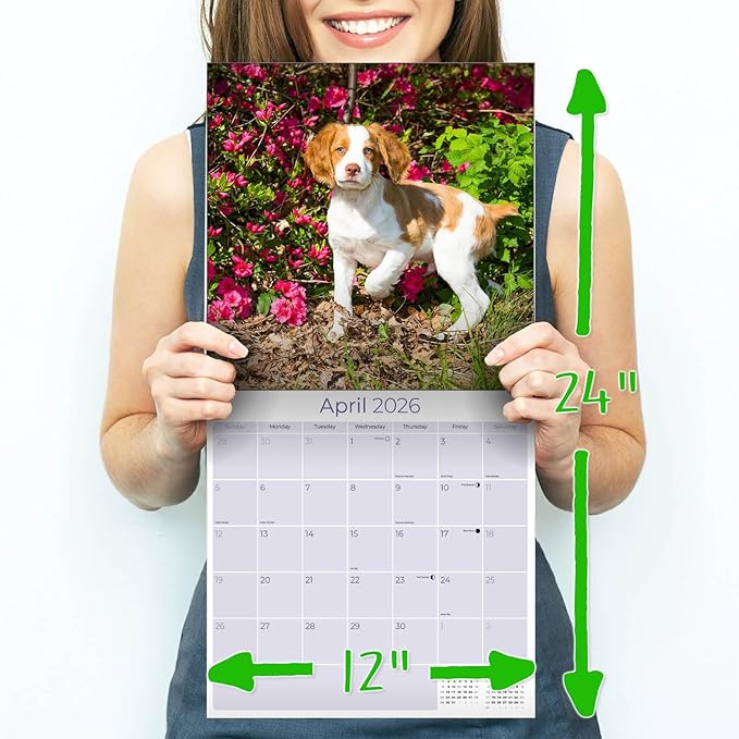 Brittany Calendar 2026 by MegaCalendars – Monthly Dog Breed Wall Calendar, Made in USA