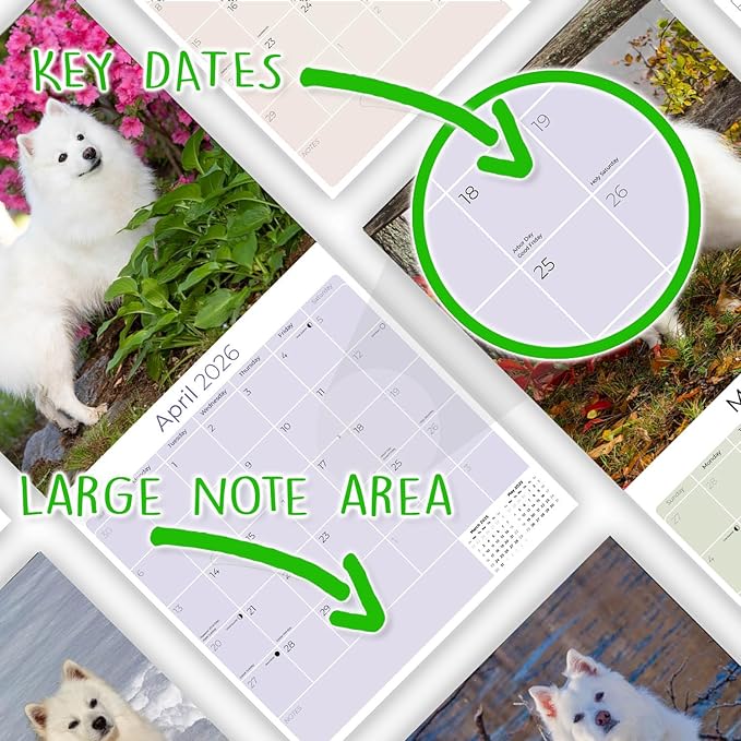 American Eskimo Calendar 2026 – 16-Month Dog Breed Wall Calendar by MegaCalendars – Large Daily Blocks, Thick No-Bleed Paper, Made in USA