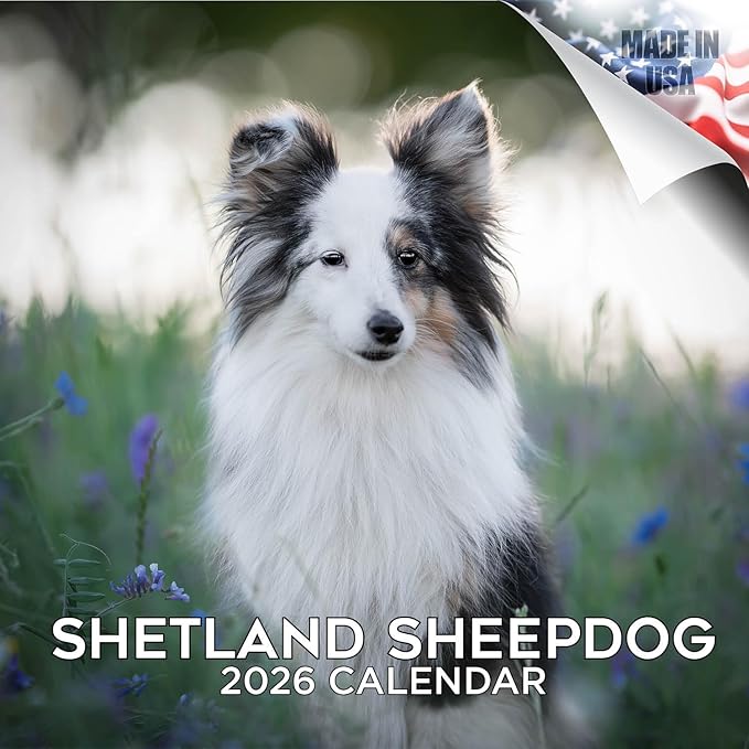 Shetland Sheepdog Calendar 2026 by MegaCalendars – Monthly Dog Breed Wall Calendar, Made in USA