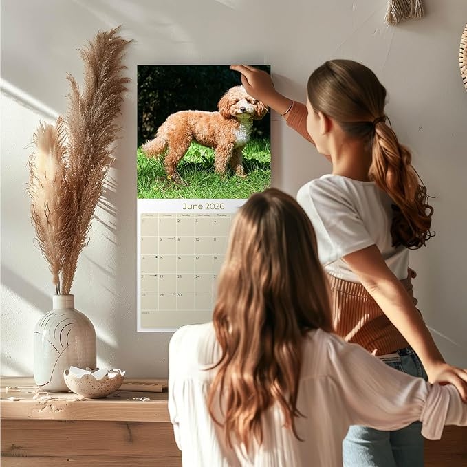 Cavapoo Calendar 2026 by MegaCalendars – Monthly Dog Breed Wall Calendar, Made in USA