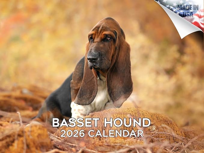2025 2026 Basset Hound Calendar - Dog Breed Monthly Wall Calendar - 12" x 18" Open - Thick No-Bleed Paper - Giftable - Academic Teacher's Planner Calendar Organizing & Planning - Made in USA