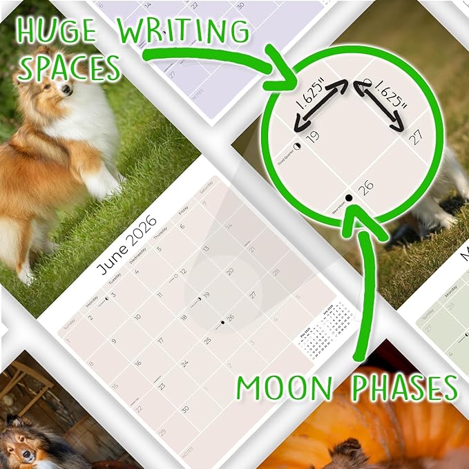 Shetland Sheepdog Calendar 2026 by MegaCalendars – Monthly Dog Breed Wall Calendar, Made in USA