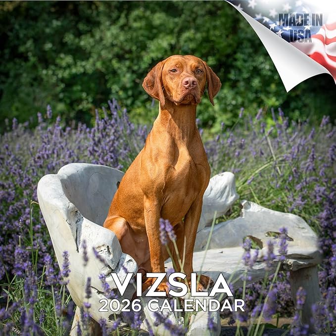 Vizsla Calendar 2026 by MegaCalendars – Monthly Dog Breed Wall Calendar, Made in USA