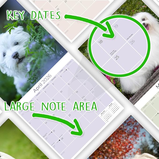 Maltese Calendar 2026 by MegaCalendars – Monthly Dog Breed Wall Calendar, Made in USA
