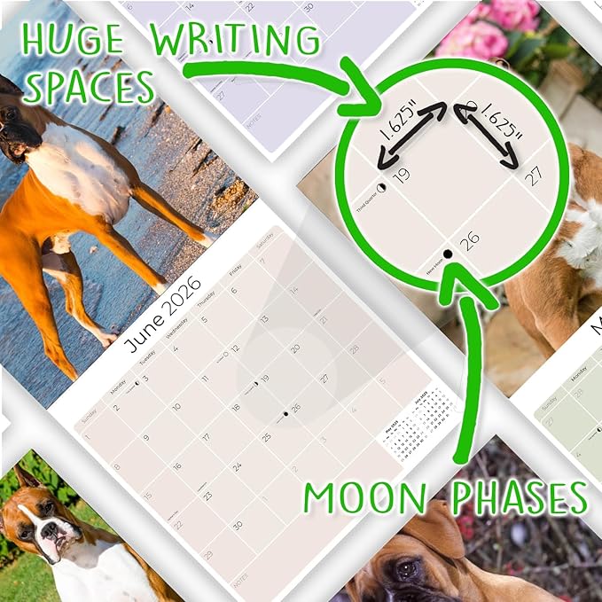 Boxer Calendar 2026 by MegaCalendars – Monthly Dog Breed Wall Calendar, Made in USA
