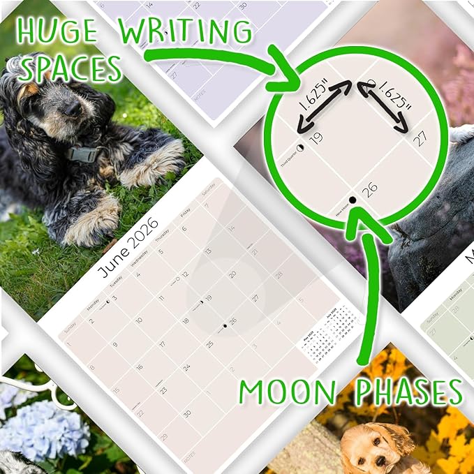 Cocker Spaniel Pups Calendar 2026 by MegaCalendars – Monthly Dog Breed Wall Calendar, Made in USA