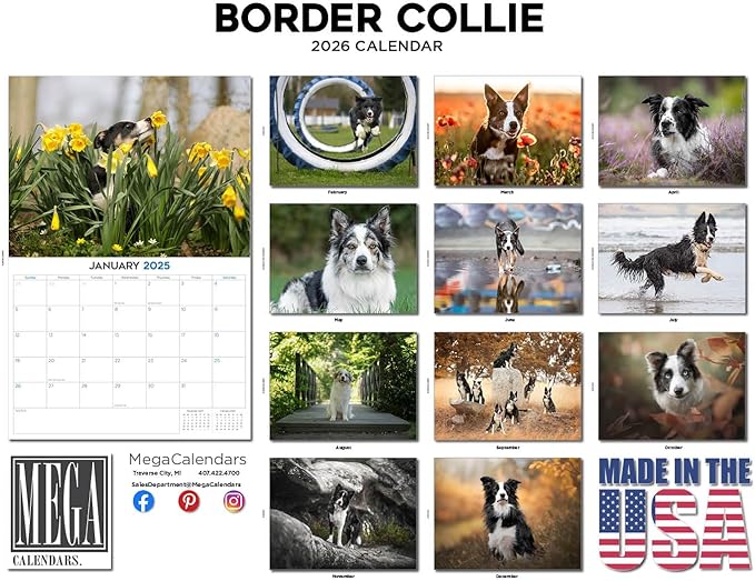 2025 2026 Border Collie Calendar - Dog Breed Monthly Wall Calendar - 12" x 18" Open - Thick No-Bleed Paper - Giftable - Academic Teacher's Planner Calendar Organizing & Planning - Made in USA