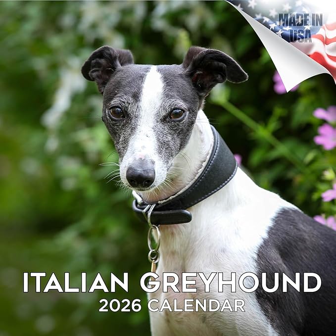 Italian Greyhound Calendar 2026 by MegaCalendars – Monthly Dog Breed Wall Calendar, Made in USA