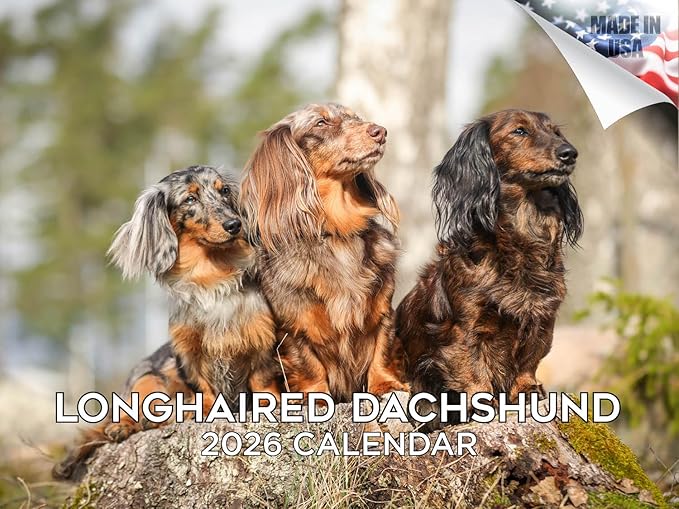 2025 2026 Dachshund Longhaired Calendar - Dog Breed Monthly Wall Calendar - 12" x 18" Open - Thick No-Bleed Paper - Giftable - Academic Teacher's Planner Calendar Organizing & Planning - Made in USA