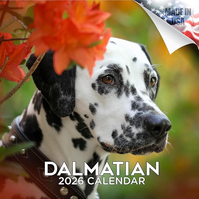 Dalmatian Calendar 2026 by MegaCalendars – Monthly Dog Breed Wall Calendar, Made in USA