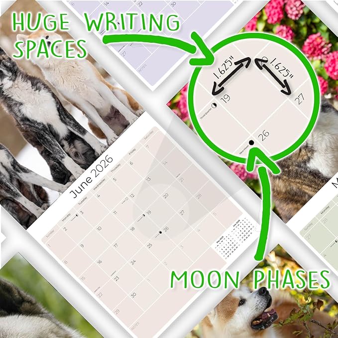 Akita Calendar 2026 by MegaCalendars – Monthly Dog Breed Wall Calendar, Made in USA