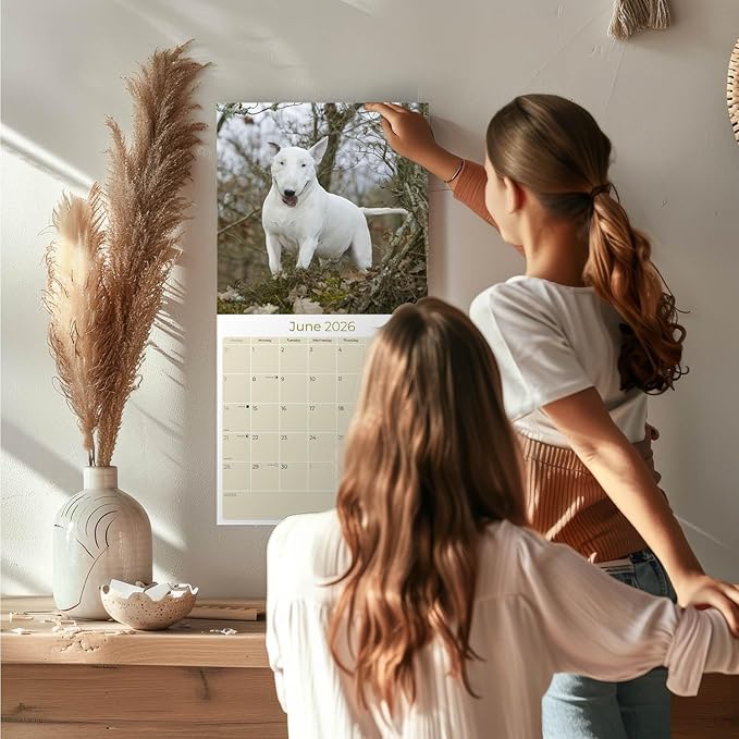 Bull Terrier Calendar 2026 by MegaCalendars – Monthly Dog Breed Wall Calendar, Made in USA