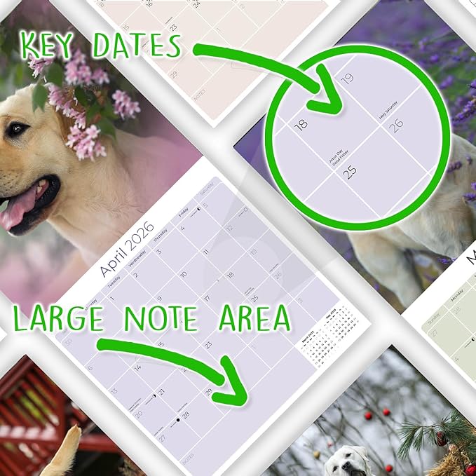 Yellow Labrador Retrievers Calendar 2026 by MegaCalendars – Monthly Dog Breed Wall Calendar, Made in USA