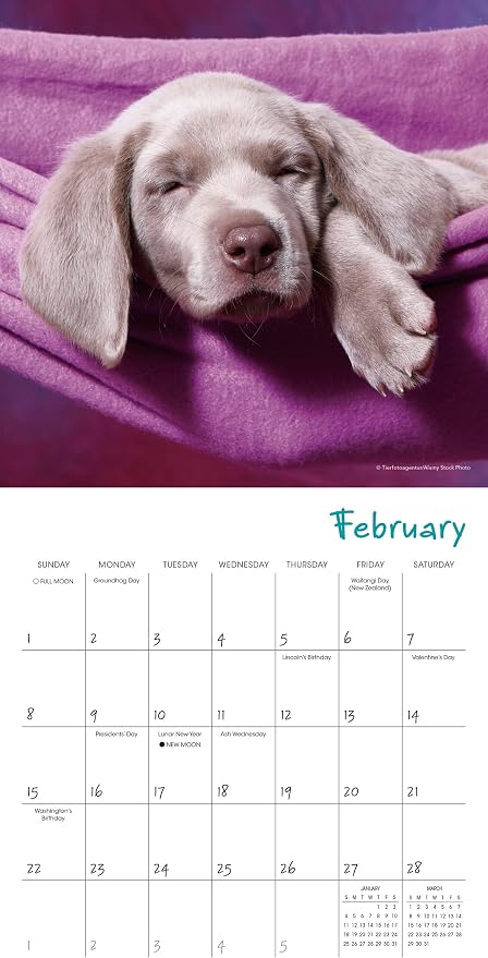 Pooped Puppies 2026 Mini Wall Calendar, Cute & Funny Dog Photography, 7" x 7"
