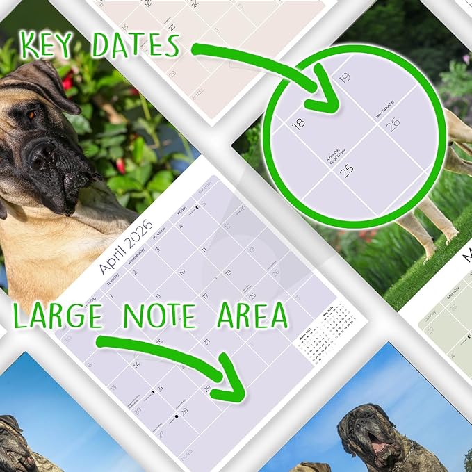 Mastiff Calendar 2026 by MegaCalendars – Monthly Dog Breed Wall Calendar, Made in USA