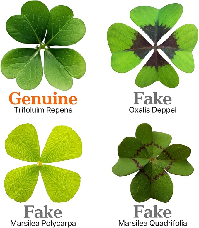 Real Four Leaf Clover Bookmark, Elegant 4 Leaf Clover Charm, Perfect Gift for Book Lovers, Preserved Four Leaf Clover in Laminated Bookmark (gray-1pack) Made in Korea
