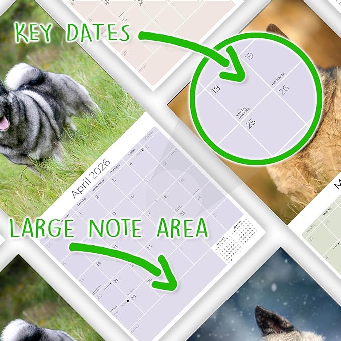 Norwegian Elkhound Calendar 2026 by MegaCalendars – Monthly Dog Breed Wall Calendar, Made in USA
