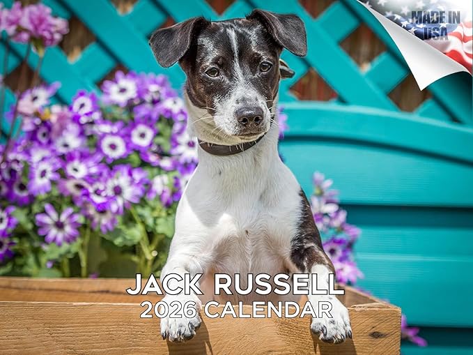 2025 2026 Jack Russell Calendar - Dog Breed Monthly Wall Calendar - 12" x 18" Open - Thick No-Bleed Paper - Giftable - Academic Teacher's Planner Calendar Organizing & Planning - Made in USA