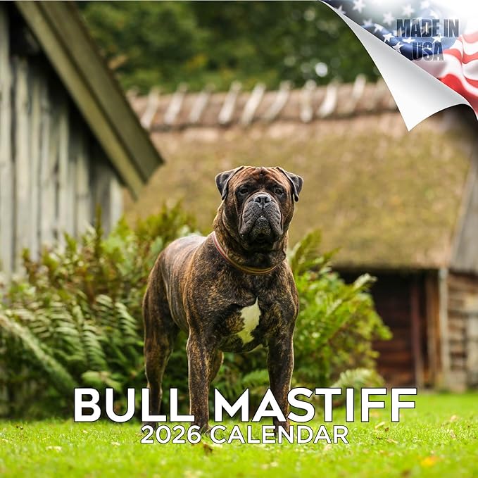 Bull Mastiff Calendar 2026 by MegaCalendars – Monthly Dog Breed Wall Calendar, Made in USA