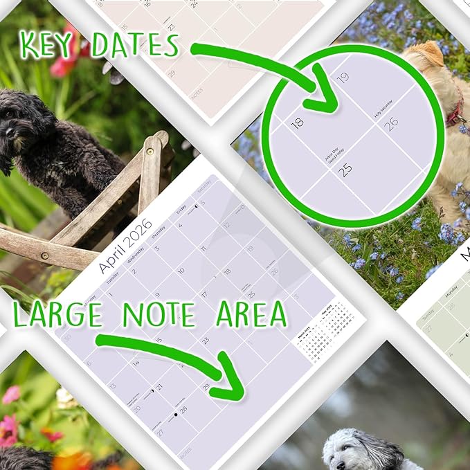 Cavapoo Calendar 2026 by MegaCalendars – Monthly Dog Breed Wall Calendar, Made in USA