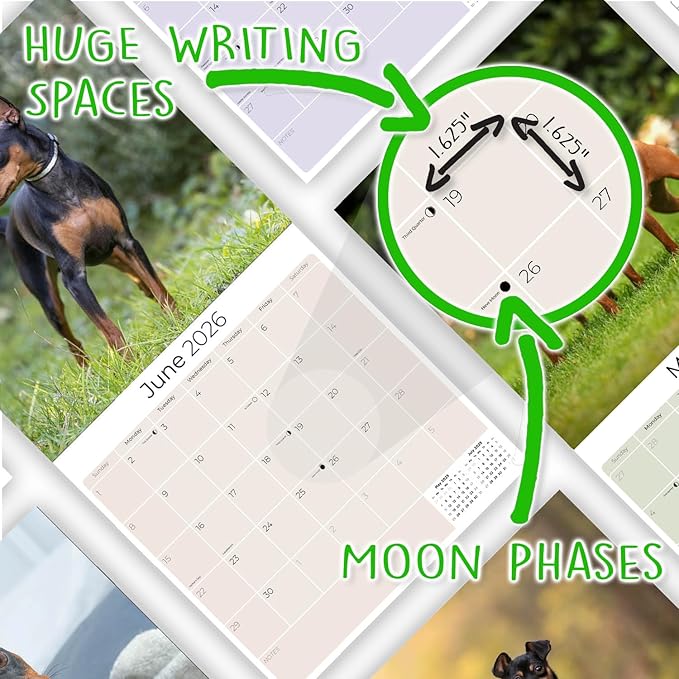 Miniature Pinscher Calendar 2026 by MegaCalendars – Monthly Dog Breed Wall Calendar, Made in USA
