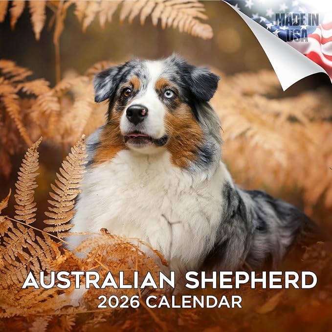 Australian Shepherd Calendar 2026 – 16-Month Dog Breed Wall Calendar by MegaCalendars – Large Daily Blocks, Thick No-Bleed Paper, Made in USA